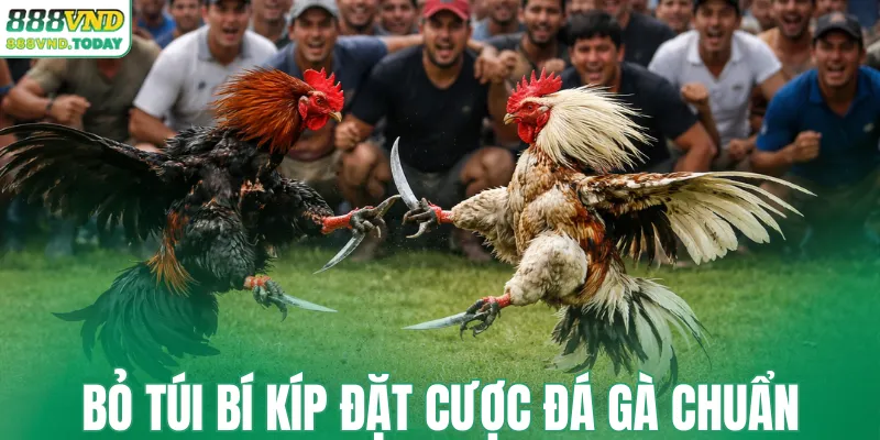 Bỏ túi bí kíp đặt cược đá gà chuẩn
