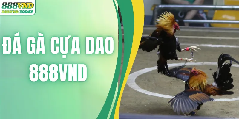 Đá Gà Cựa Dao – Tham Gia Cuộc Chiến Sôi Động Số 1 Châu Á