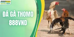 Đá Gà Thomo – Hình Thức Cá Cược Hấp Dẫn Số 1 Tại 888VND
