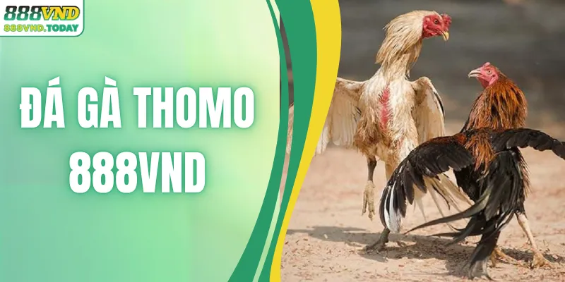 Đá Gà Thomo – Hình Thức Cá Cược Hấp Dẫn Số 1 Tại 888VND