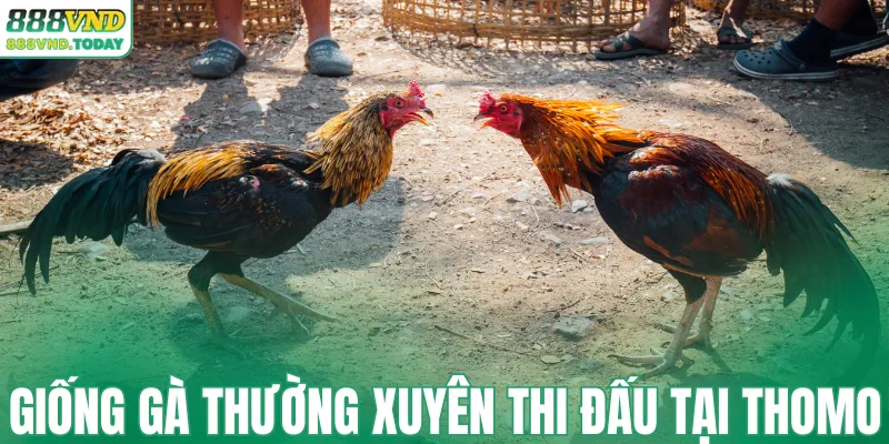 Giống gà thường xuyên thi đấu tại Thomo