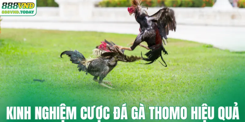 Kinh nghiệm cược đá gà Thomo hiệu quả