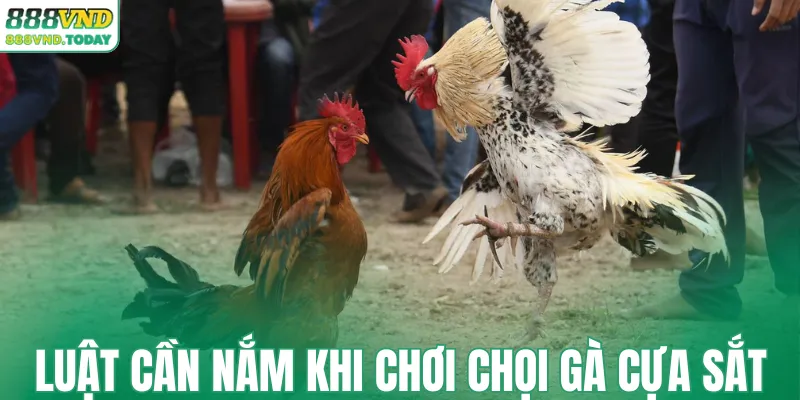 Luật cần nắm khi chơi chọi gà cựa sắt