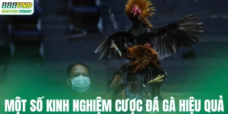 Một số kinh nghiệm cược đá gà hiệu quả