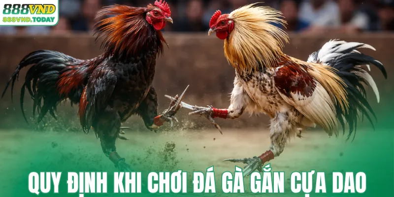 Quy định khi chơi đá gà gắn cựa dao