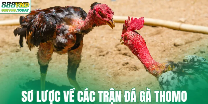 Sơ lược về các trận đá gà Thomo