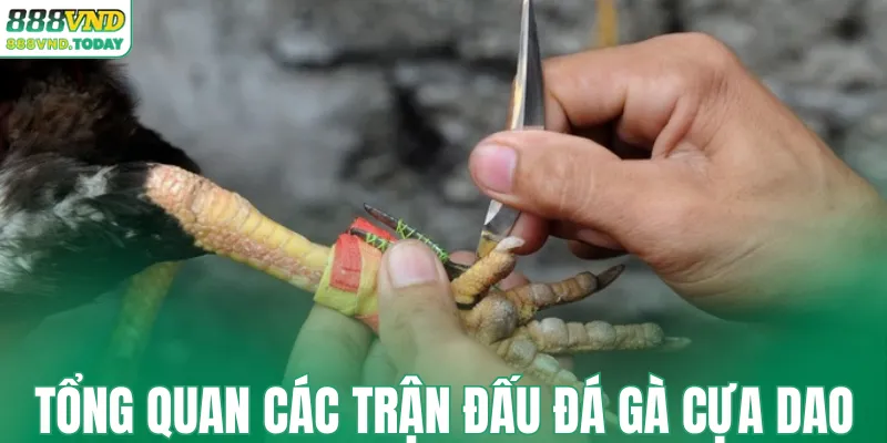 Tổng quan các trận đấu đá gà cựa dao