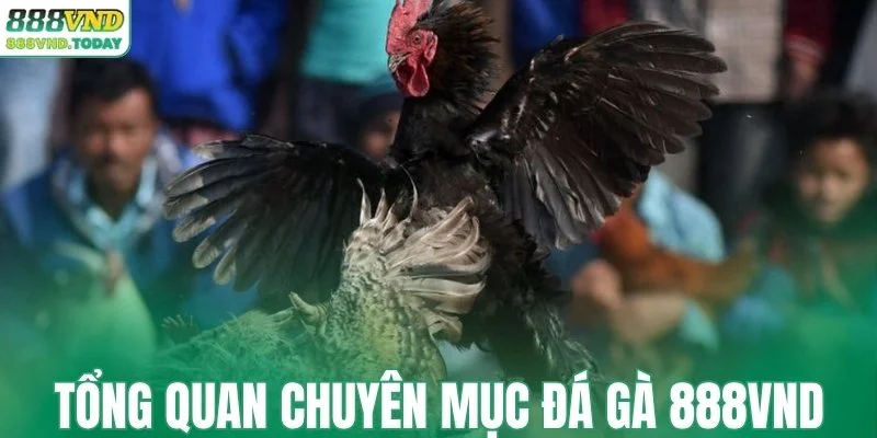 Tổng quan chuyên mục đá gà 888VND