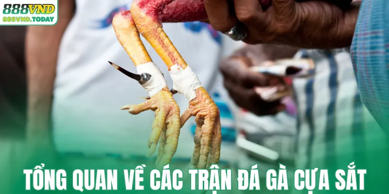 Tổng quan về các trận đá gà cựa sắt