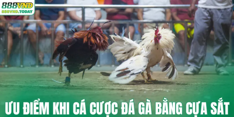 Ưu điểm khi cá cược đá gà bằng cựa sắt